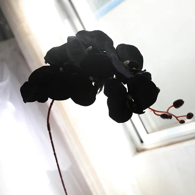 Long Black Butterfly Orchid Branch